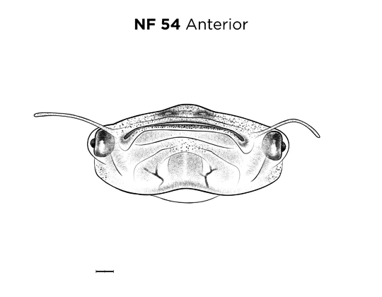 File:MM thumb-FNZ-Xenopus-NF54-Anterior.jpg