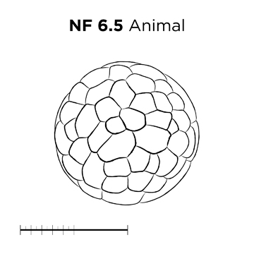 File:MM thumb-FNZ-Xenopus-NF6-5-Animal-LINE.jpg