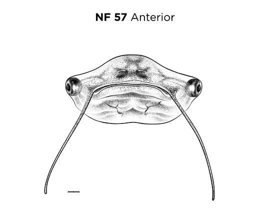 File:MM thumb-FNZ-Xenopus-NF57-Anterior.jpg