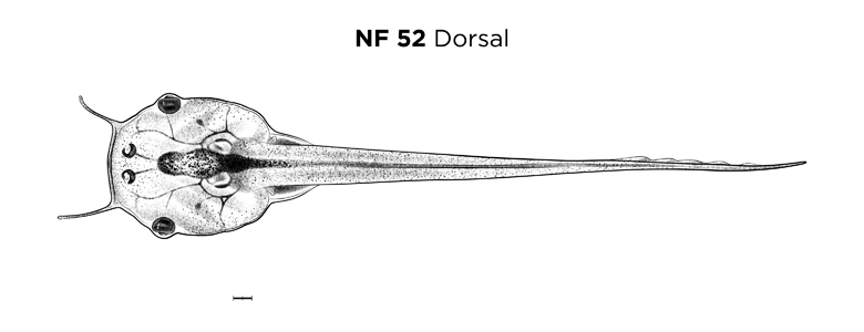 File:MM thumb-FNZ-Xenopus-NF52-Dorsal.jpg
