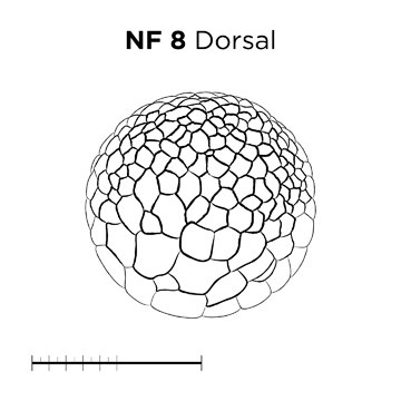 File:MM thumb-FNZ-Xenopus-NF8-Dorsal-LINE.jpg