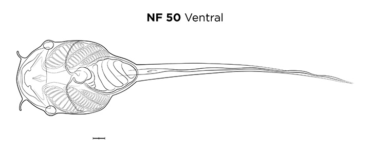 File:MM thumb-FNZ-Xenopus-NF50-Ventral-LINE.jpg