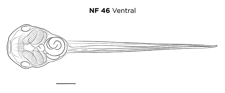 File:MM thumb-FNZ-Xenopus-NF46-Ventral-LINE.jpg