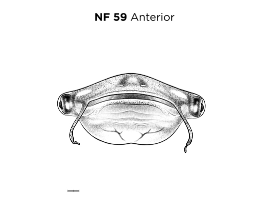 File:MM thumb-FNZ-Xenopus-NF59-Anterior.jpg