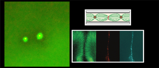 File:MM microtubules-1.gif