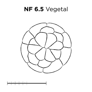 File:MM thumb-FNZ-Xenopus-NF6-5-Vegetal-LINE.jpg