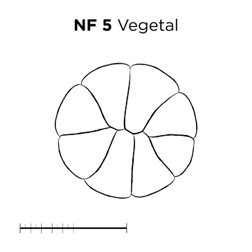 File:MM thumb-FNZ-Xenopus-NF5-Vegetal-LINE.jpg