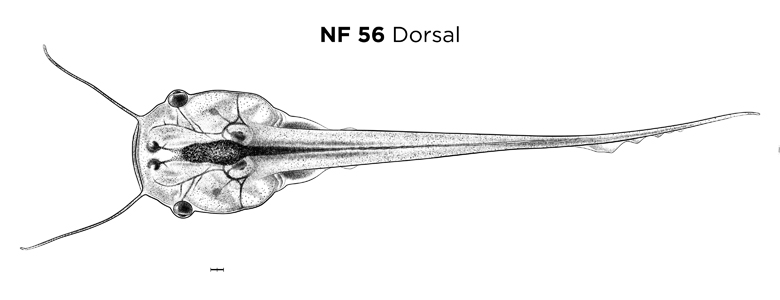 File:MM thumb-FNZ-Xenopus-NF56-Dorsal.jpg