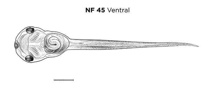 File:MM thumb-FNZ-Xenopus-NF45-Ventral.jpg