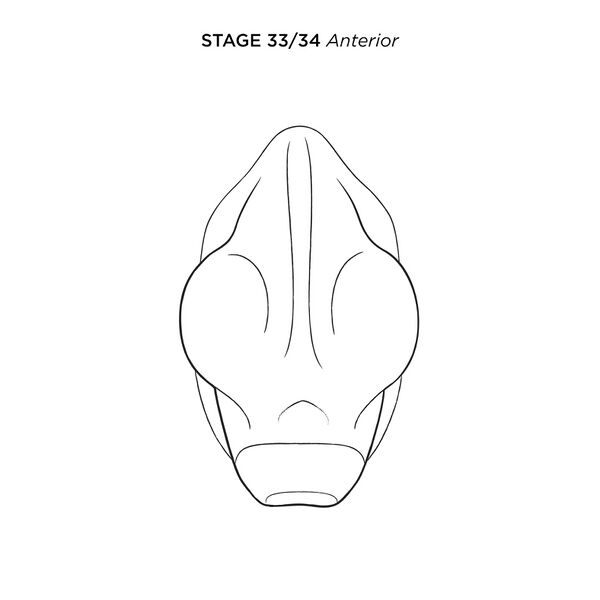 File:MM Xenhead-Stage33-34-ANT-FL.jpg