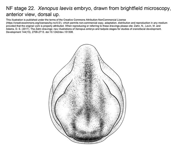 File:MM Xenhead-Stage22-ANT.jpg