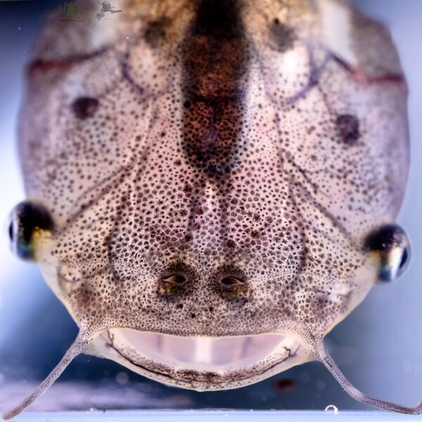 File:Xenopus laevis tadpole head.jpg