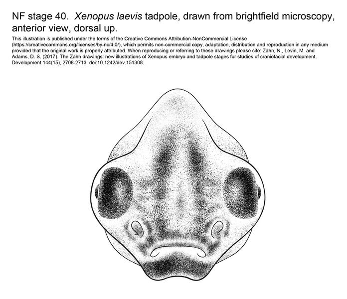 File:MM Xenhead-Stage40-ANT.jpg