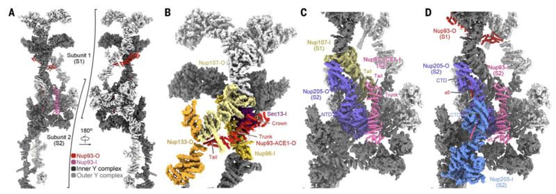 File:MM 20220713 Zhu et al - xenopus laevis nuclear pore complex - Figure 4.png