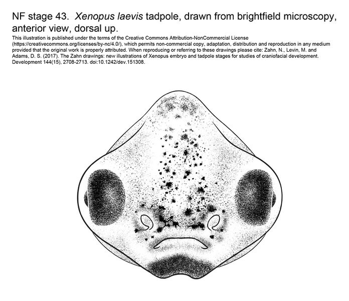 File:MM Xenhead-Stage43-ANT.jpg