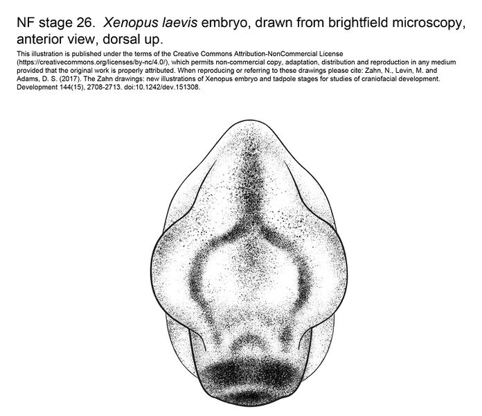 File:MM Xenhead-Stage26-ANT.jpg