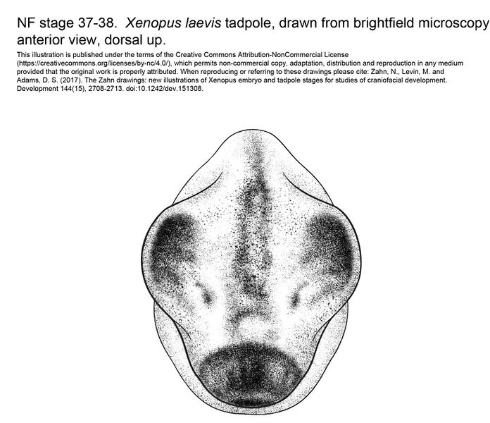 File:MM Xenhead-Stage37-38-ANT.jpg