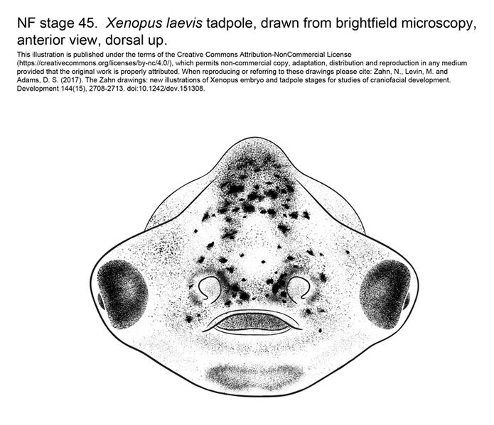 File:MM Xenhead-Stage45-ANT-med.jpg