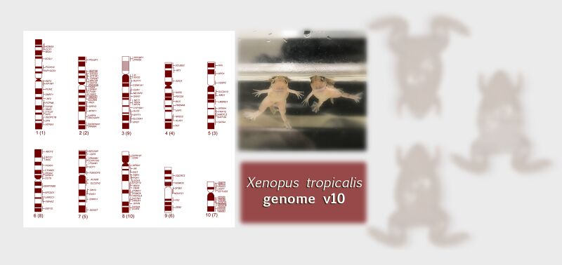 File:MM 20191030 tropicalis genome v10.7 - slider.jpg