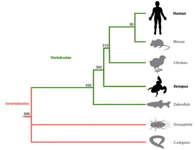 File:MOD phylogenetic tree.png