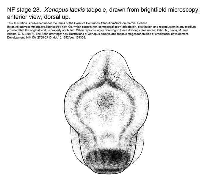 File:MM Xenhead-Stage28-ANT.jpg