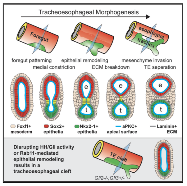 File:MM 20191217 Nasr et al - graphical abstract.png
