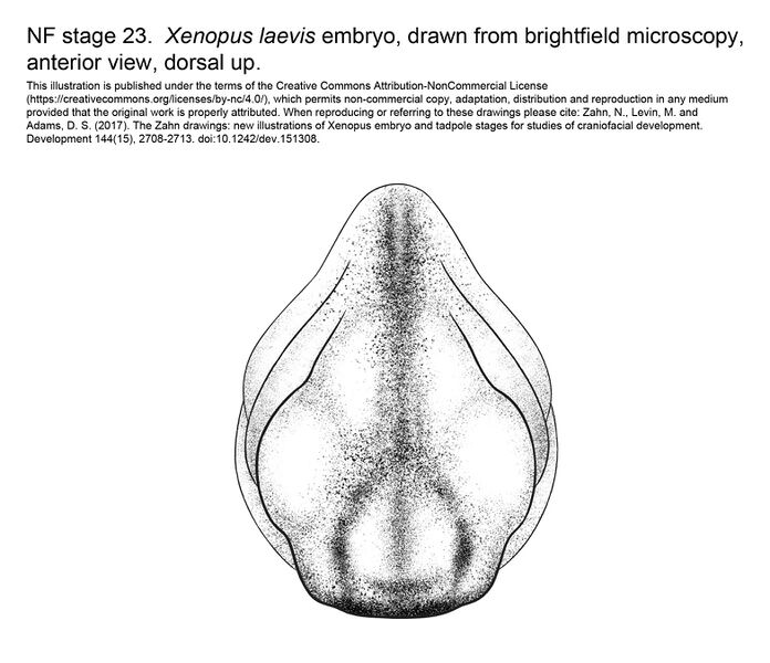 File:MM Xenhead-Stage23-ANT.jpg