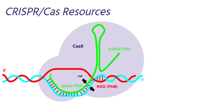 File:CRISPR Cas9 resized.jpg