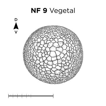 File:MM thumb-FNZ-Xenopus-NF9-Vegetal.jpg