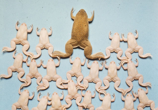 File:MM cloned frogs.jpg