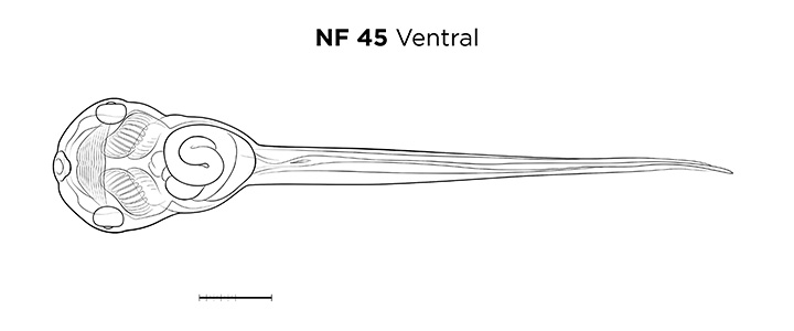 File:MM thumb-FNZ-Xenopus-NF45-Ventral-LINE.jpg