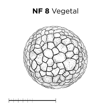 File:MM thumb-FNZ-Xenopus-NF8-Vegetal.jpg
