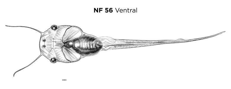 File:MM thumb-FNZ-Xenopus-NF56-Ventral.jpg