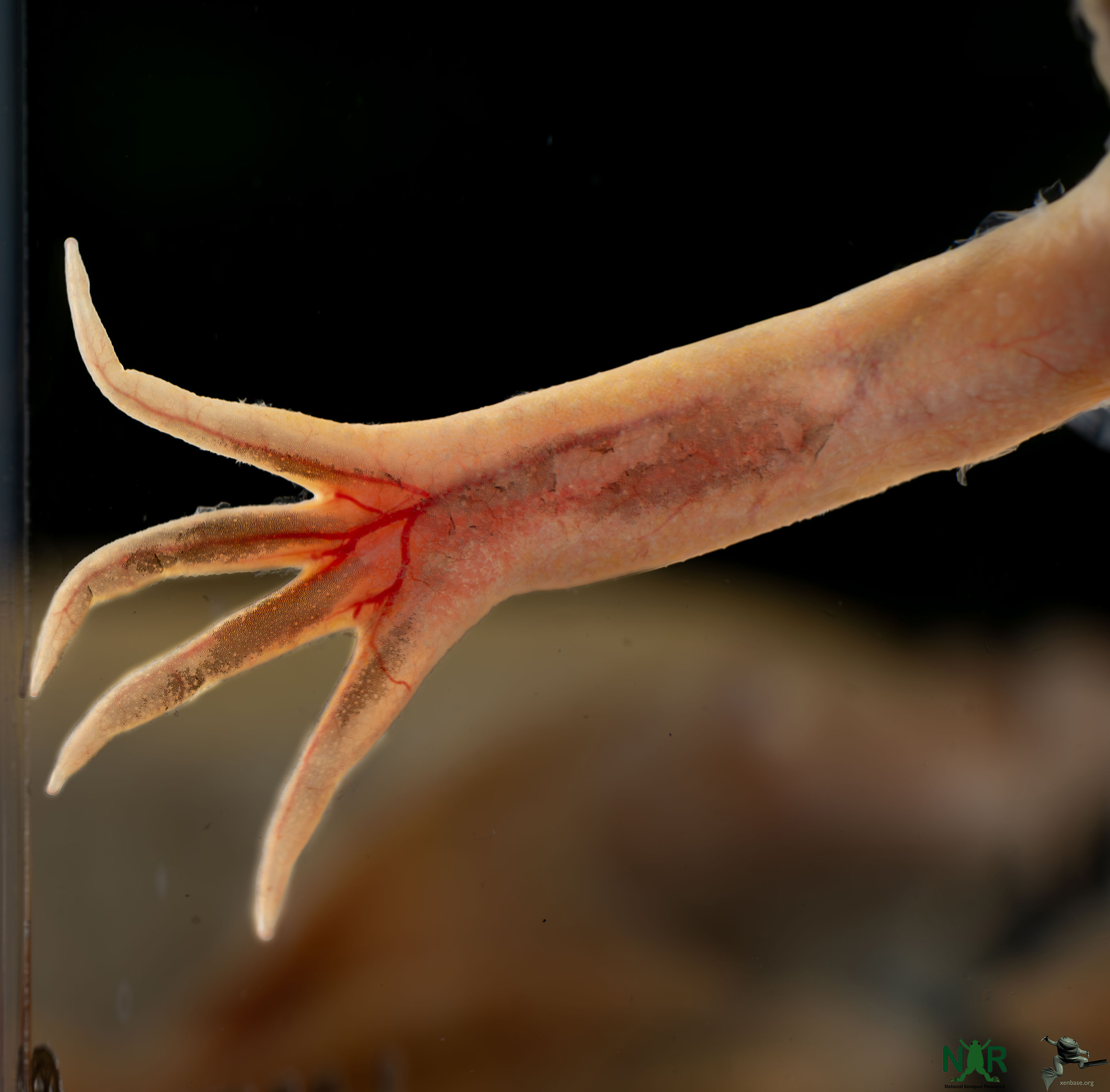 Male Xenopus laevis nuptial pad, mating pad