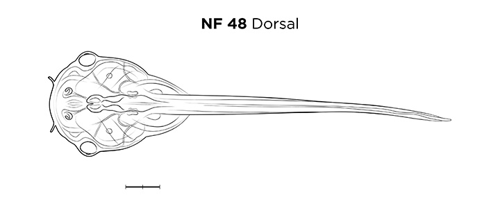 File:MM thumb-FNZ-Xenopus-NF48-Dorsal-LINE.jpg