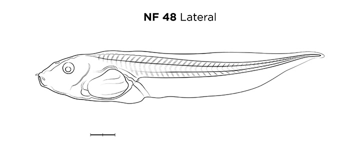 File:MM thumb-FNZ-Xenopus-NF48-Lateral-LINE.jpg
