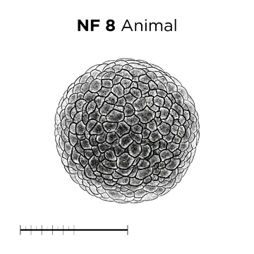 File:MM thumb-FNZ-Xenopus-NF8-Animal.jpg