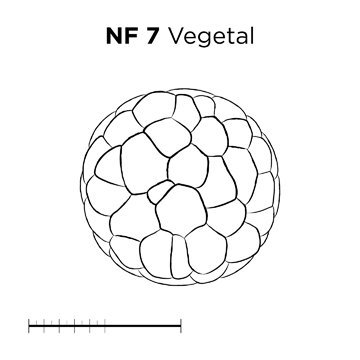 File:MM thumb-FNZ-Xenopus-NF7-Vegetal-LINE.jpg