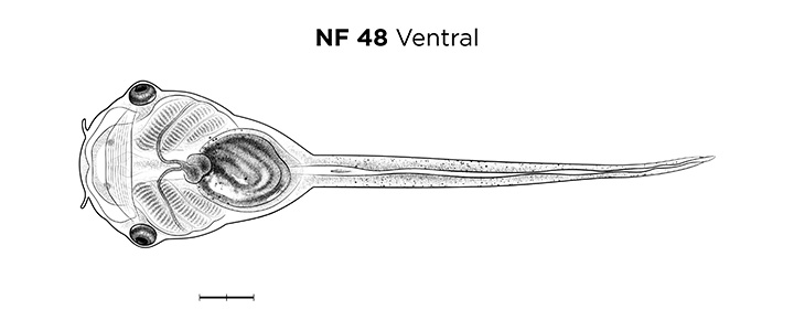 File:MM thumb-FNZ-Xenopus-NF48-Ventral.jpg