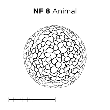 File:MM thumb-FNZ-Xenopus-NF8-Animal-LINE.jpg