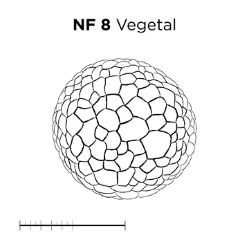 File:MM thumb-FNZ-Xenopus-NF8-Vegetal-LINE.jpg