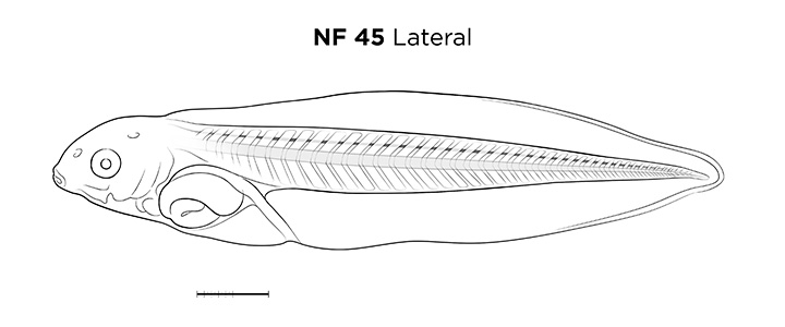 File:MM thumb-FNZ-Xenopus-NF45-Lateral-LINE.jpg