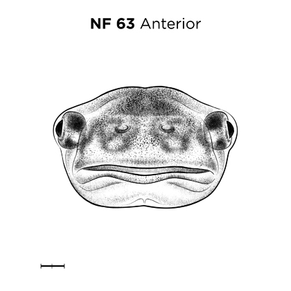 File:MM thumb-FNZ-Xenopus-NF63-Anterior.jpg