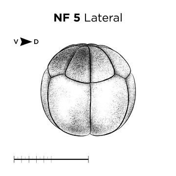 File:MM thumb-FNZ-Xenopus-NF5-Lateral.jpg