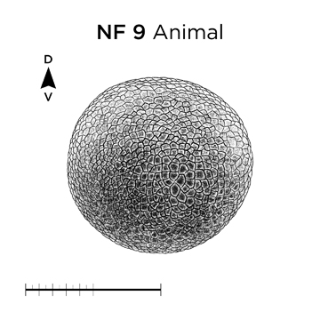 File:MM thumb-FNZ-Xenopus-NF9-Animal.jpg