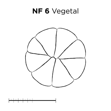 File:MM thumb-FNZ-Xenopus-NF6-Vegetal-LINE.jpg