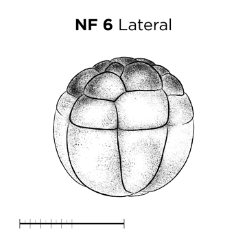 File:MM thumb-FNZ-Xenopus-NF6-Lateral.jpg