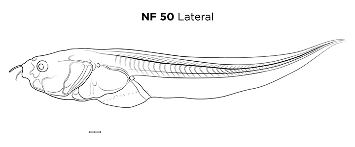 File:MM thumb-FNZ-Xenopus-NF50-Lateral-LINE.jpg