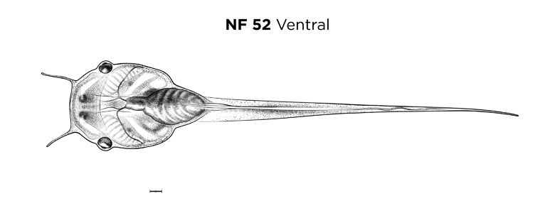 File:MM thumb-FNZ-Xenopus-NF52-Ventral.jpg