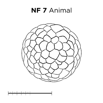 File:MM thumb-FNZ-Xenopus-NF7-Animal-LINE.jpg